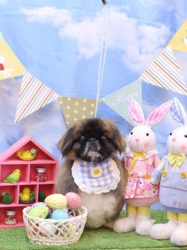 20240330スピカくん